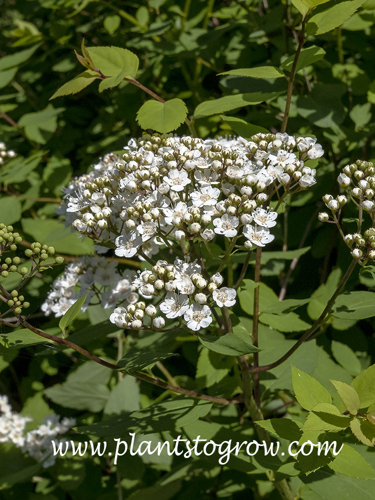 Littleleaf Fritsch Spirea (S. fritschiana parviflora) 
(May 15)